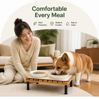 DogBedHouse Fixed-Height Ergonomic Plastic Feeding Stand
