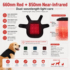 Hands-Free Red & Near-Infrared Vest (For French Bulldogs)