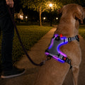 USB-C Rechargeable LED Dog Harness (Reflective Mesh)