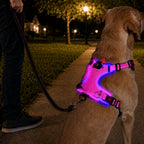 USB-C Rechargeable LED Dog Harness (Reflective Mesh)