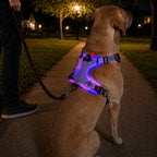 USB-C Rechargeable LED Dog Harness (Reflective Mesh)